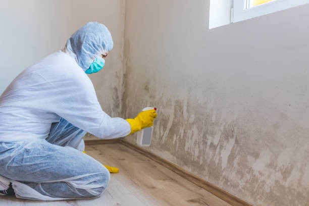 Attic Mold Removal in Ruston, WA