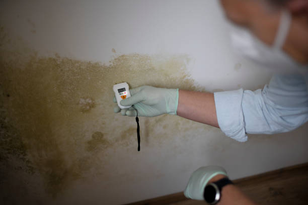 Best Mold Damage Repair  in Ruston, WA