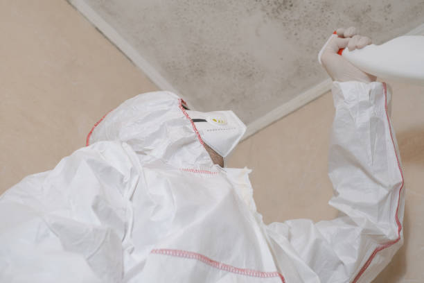 Certified Mold Removal in Ruston, WA