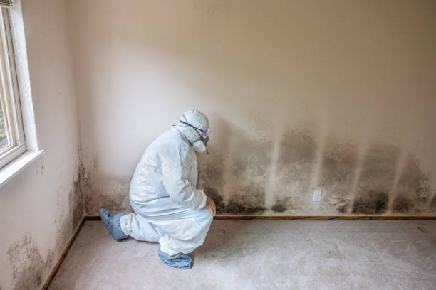 Best Same-Day Mold Removal  in Ruston, WA
