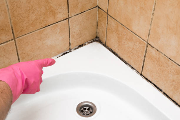 Best Same-Day Mold Removal  in Ruston, WA