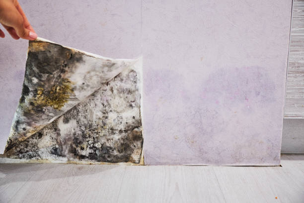Certified Mold Removal in Ruston, WA